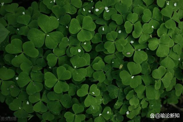 判断五行旺衰的两种方法，是否要分阴阳？设定标准不同，结果不同