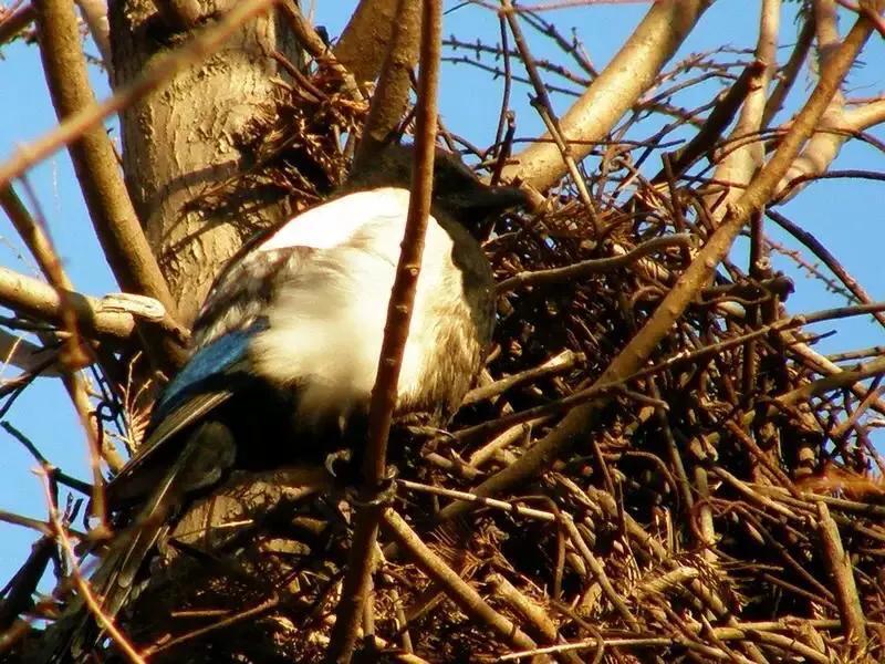 喜鵲登枝寓意有喜事，喜鵲搭窩會怎麼樣？