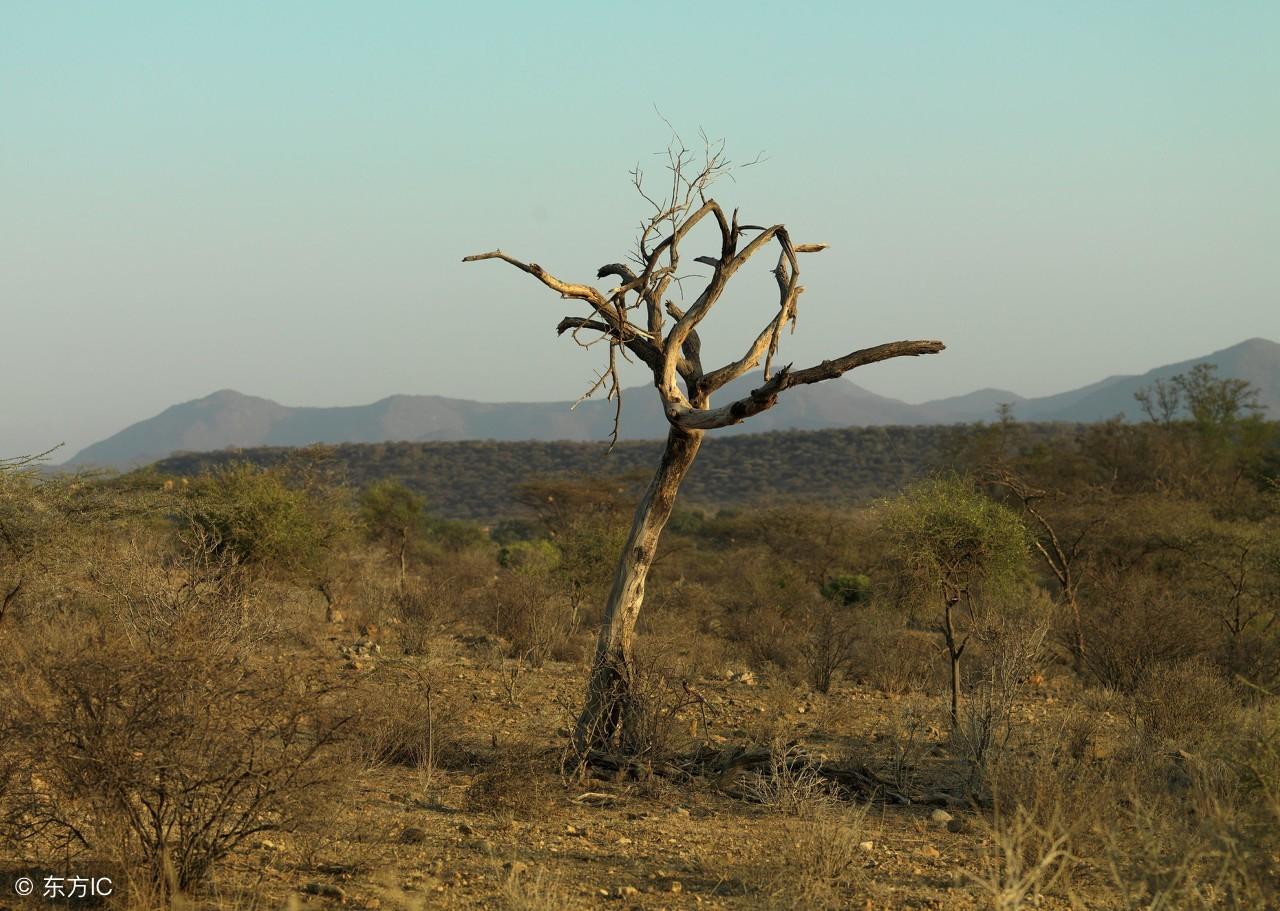 膽子再大也不要砍墳頭樹