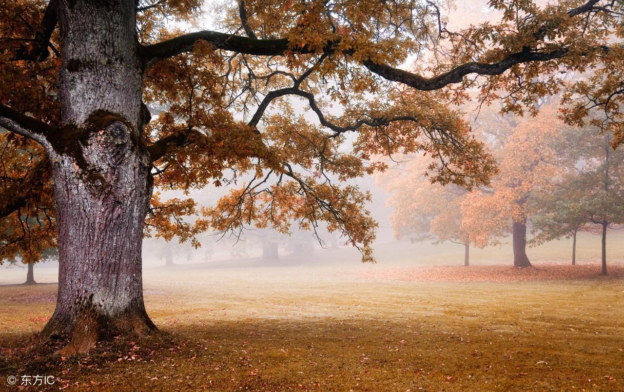 農村宅前院內有樹是吉是凶？30年相宅風水師為你解讀！值得收藏！