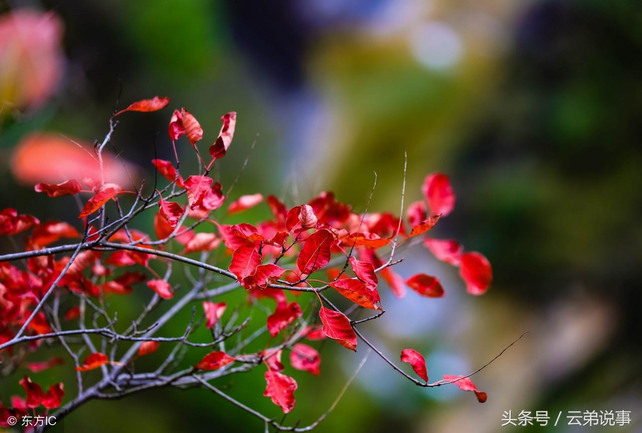 婚姻不順與「克夫克妻」有何不同？風水師多年經驗分享，值得收藏