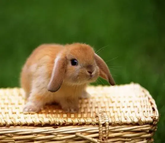 動物之間有趣的託孤現象