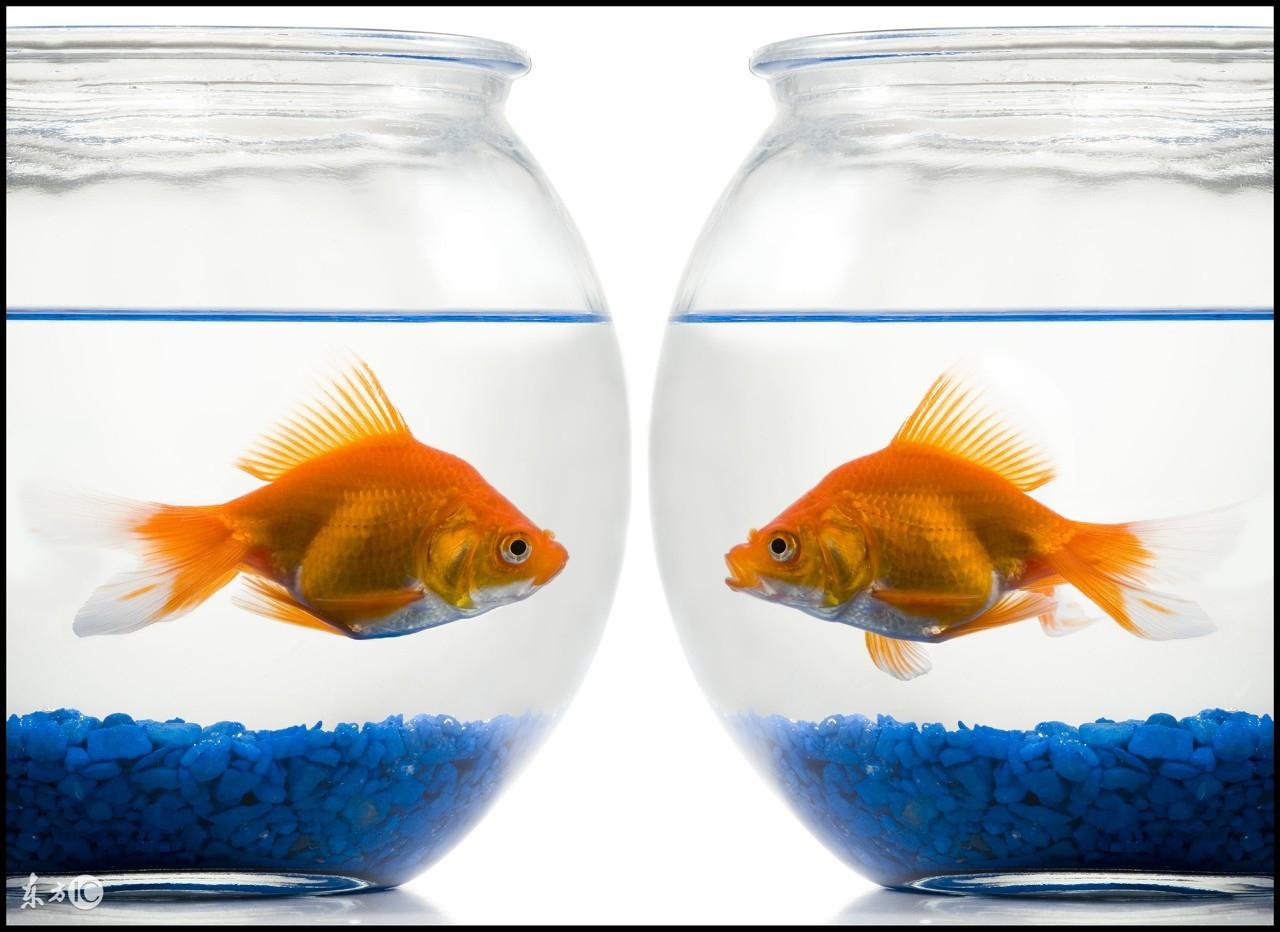 養魚旺財幾條好