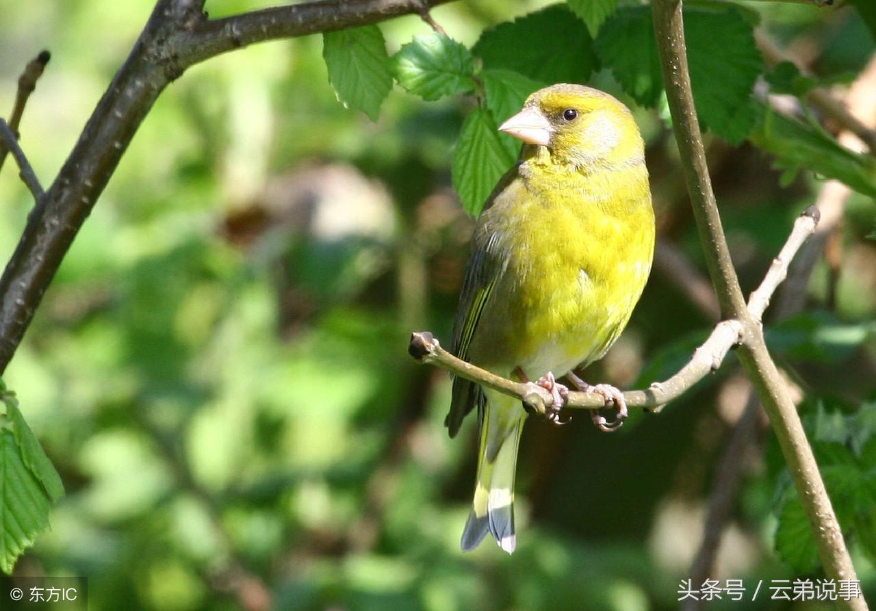 風水命理：根據你喜歡吃什麼肉，就知道你容易有什麼事？