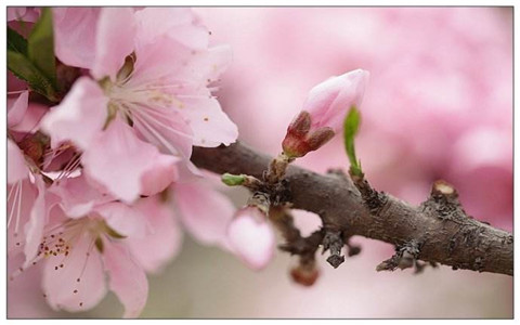 桃花劫是什麼意思？一種不好的桃花運