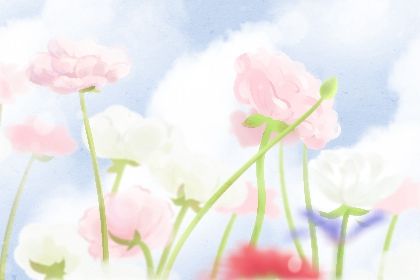 澳洲杉如何影響辦公室風水呢