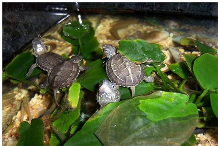 家裡擺放這樣東西會破財