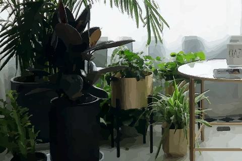 桂花放家裡風水 桂花是招鬼的嗎