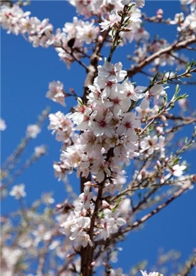 陽台種什麼植物風水好?這十種植物率先選