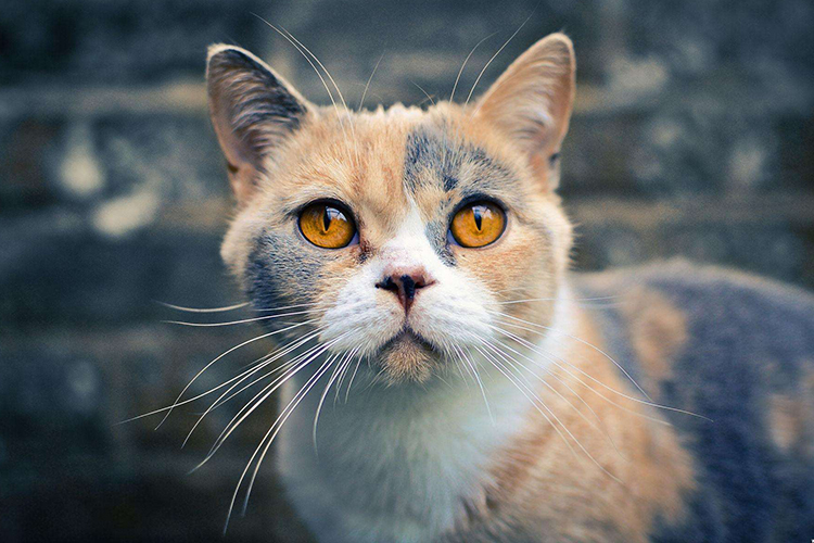 貓到底是招財還是來災 風水格局來判斷