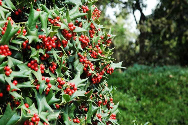 陽台種帶刺的植物風水好嗎 這些禁忌需知曉