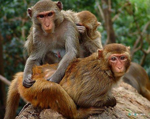 屬猴的人一生運程 生肖猴的命運怎麼樣