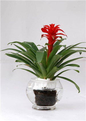 客廳植物擺放風水,需要注意哪些禁忌呢?