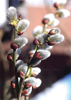 卧室放什麼植物最旺財？你選對了嗎？