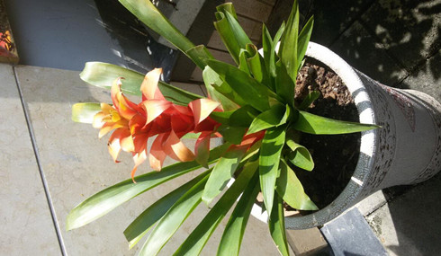 新一年你必須知道的風水植物優點