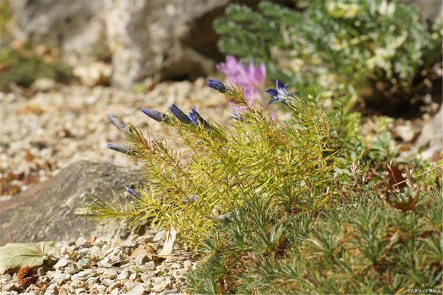 88年兔2021年運勢及運程