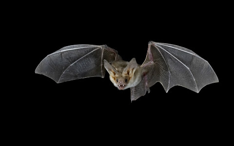 家裡飛進蝙蝠風水怎麼樣?趕走它們該用什麼招?