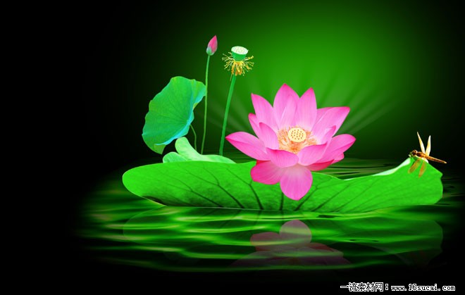 荷花風水