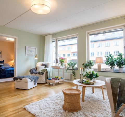 家居風水金錢樹