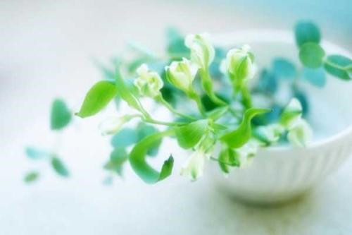 家中植物擺放的風水講究