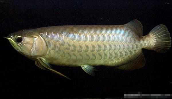 青龍魚風水作用