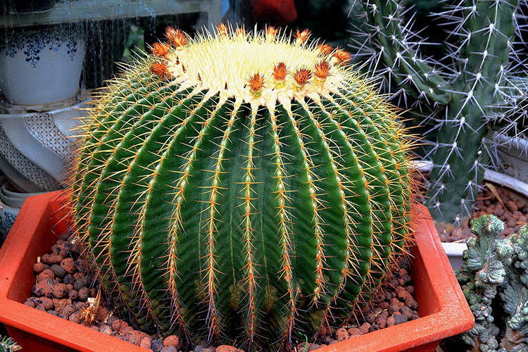 什麼植物不能養在家裡 這些植物需注意