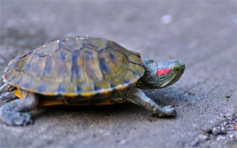 家中養龜的風水講究，忌種類雜亂繁多