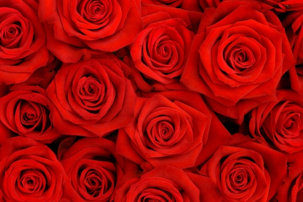 11朵紅玫瑰代表什麼含義 一生一世唯一的愛