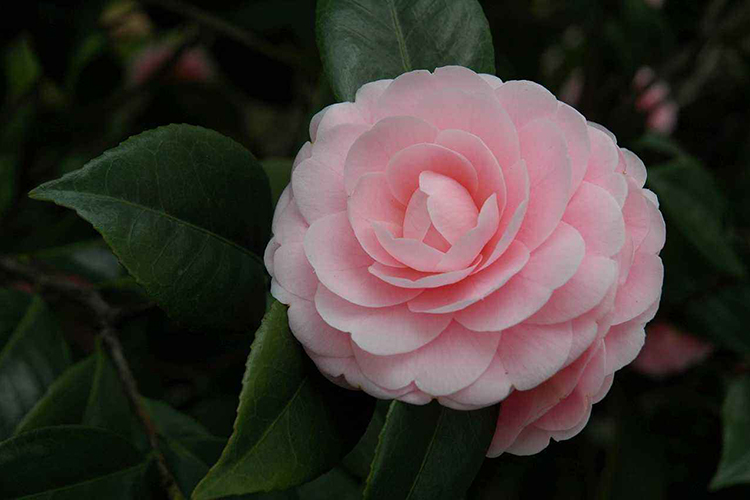 茶花對家居風水有影響嗎 謹慎平穩無雜枝