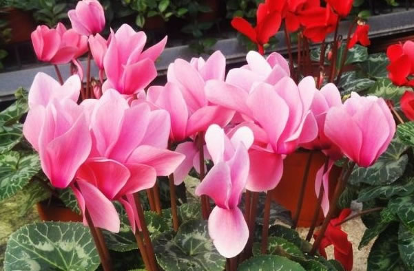 想旺財？在廚房裡放這三種花試試！