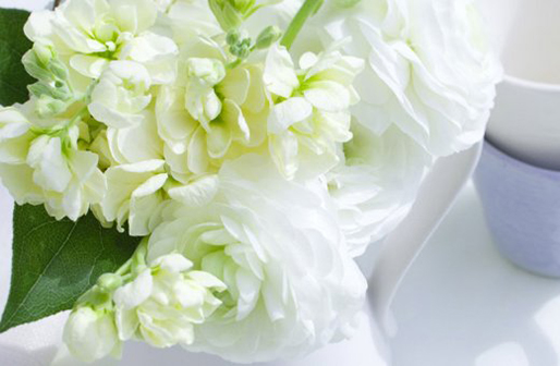 屬牛生於幾月最好命,生肖牛幾月生是一等命