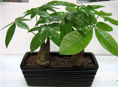 生財擋災的風水植物