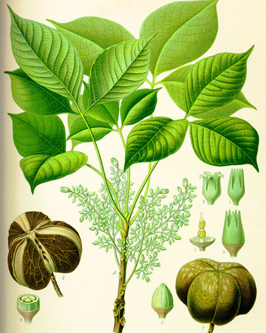 植物屏風化解煞氣