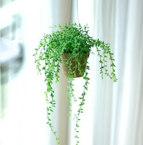 吊蘭擺放風水
