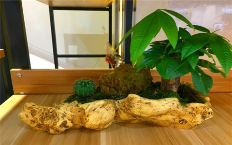 發財樹的擺放風水,這個地方不能放!