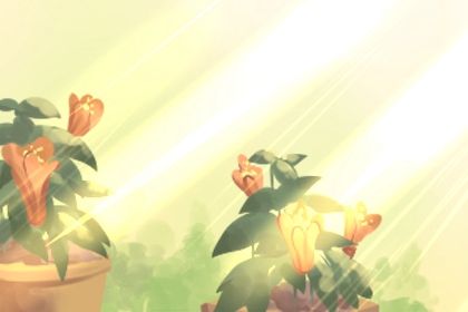 家裡最旺財的十種花 最好在家裡擺放