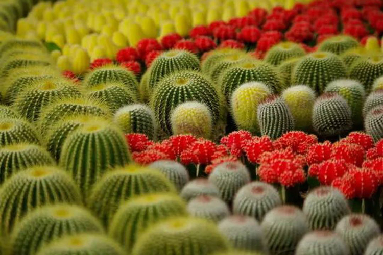 仙人球的擺放風水講究 方位尤其要注意