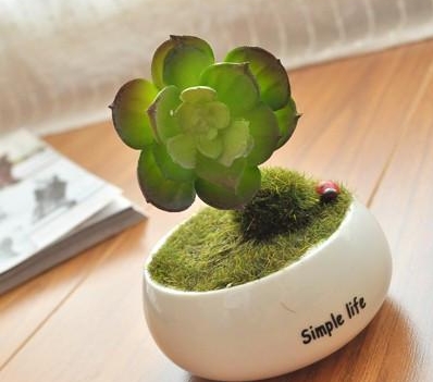 辦公室風水植物擺放知識