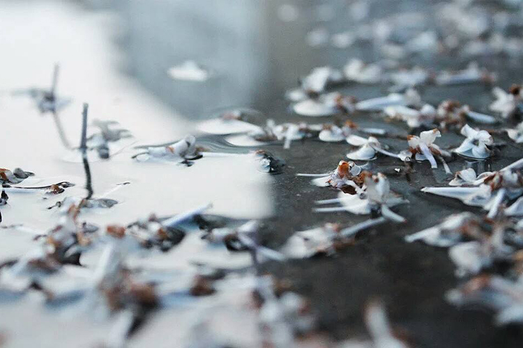 為什麼晚上不能照鏡子 影響運勢和精神