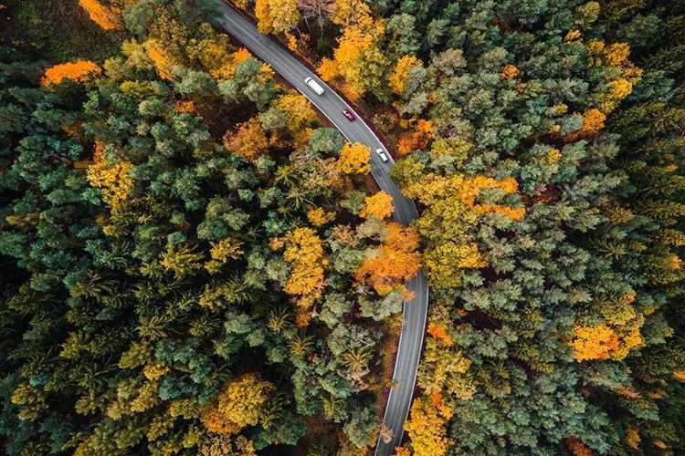 家裡再窮也要養這3種花 風水運勢大改善