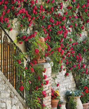 薔薇家居擺放的風水及作用