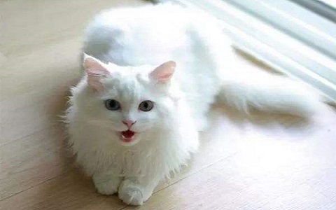 白貓進家有什麼預兆？不要驅趕要善待！