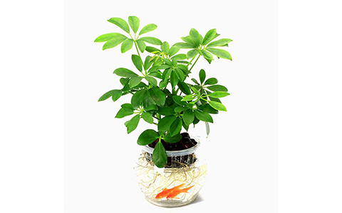 辦公室放什麼植物風水好?運勢上漲必備好綠植!