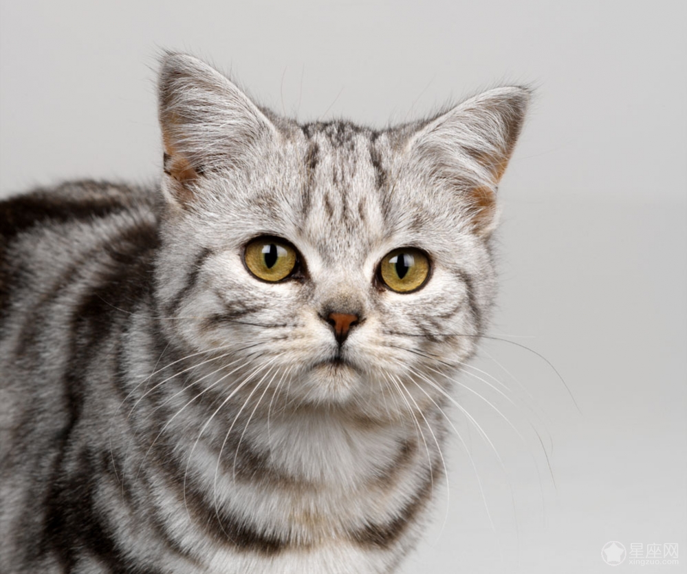 寵物風水的注意事項