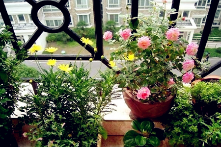 室內風水最適合擺放什麼植物？