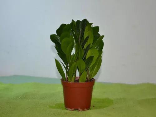 家居中金錢樹的擺放注意事項，全注意了好運就來了！