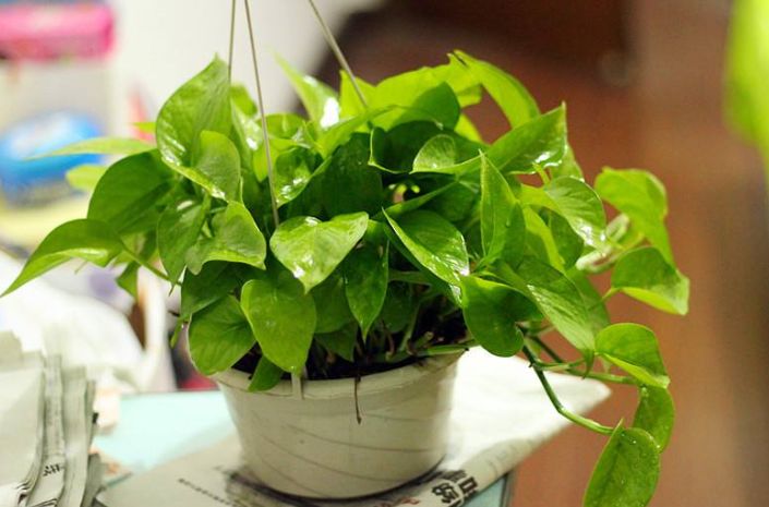 辦公桌的綠蘿應該怎麼擺放?植物要根據四季變換改變嗎?