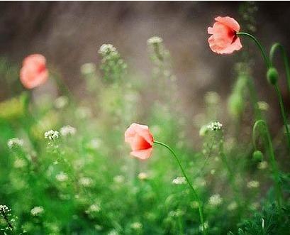 風水解密沙發擺設四要領