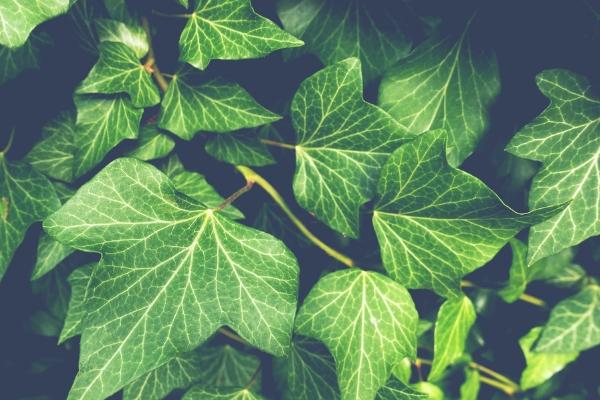 一月的花語是什麼 詮釋月份花卉花語