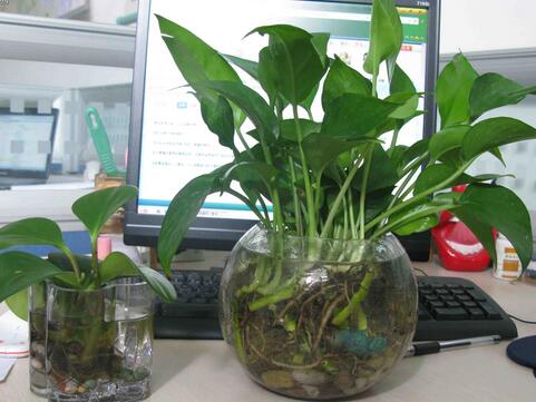 辦公桌上植物擺放風水